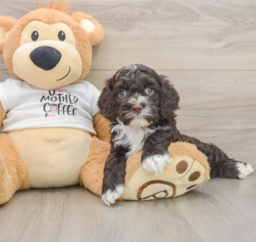 8 week old Cockapoo Puppy For Sale - Premier Pups