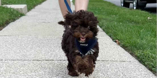 Cockapoo Size Guide