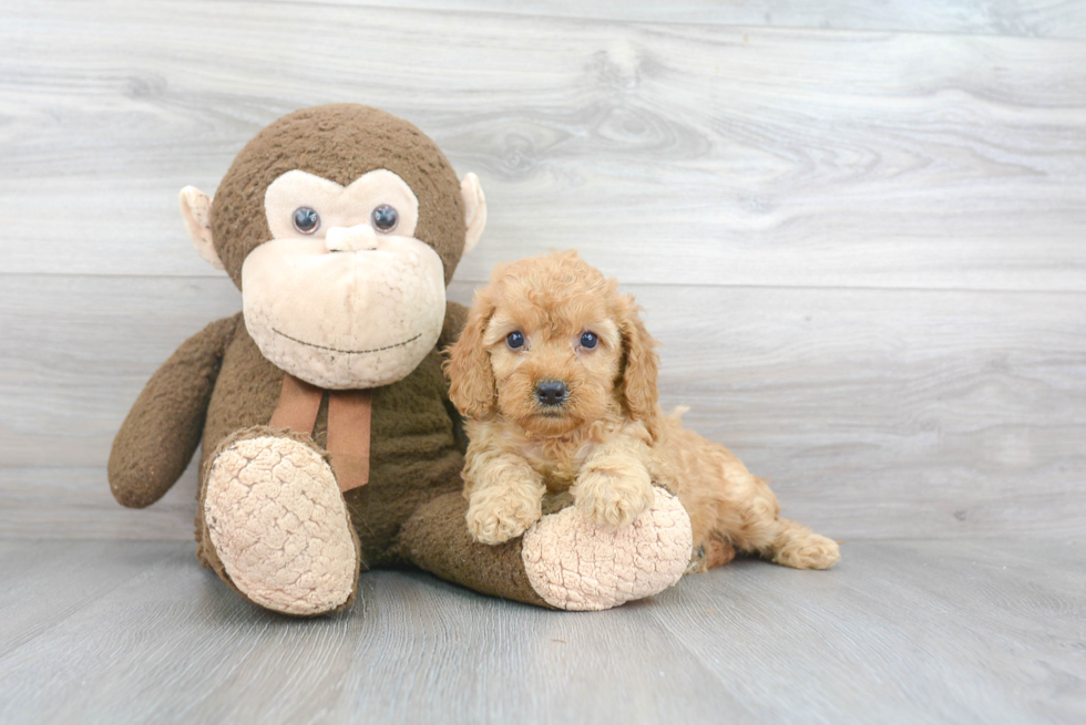 Best Cockapoo Baby