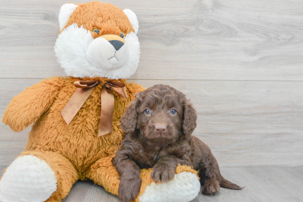 Petite Cockapoo Poodle Mix Pup