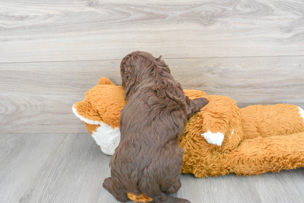 Cockapoo Puppy for Adoption