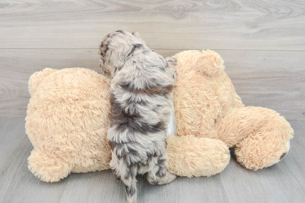 Cockapoo Puppy for Adoption