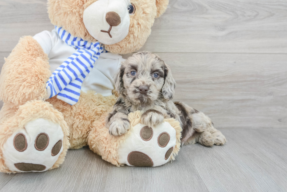 Fluffy Cockapoo Poodle Mix Pup