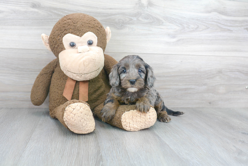 Cockapoo Puppy for Adoption