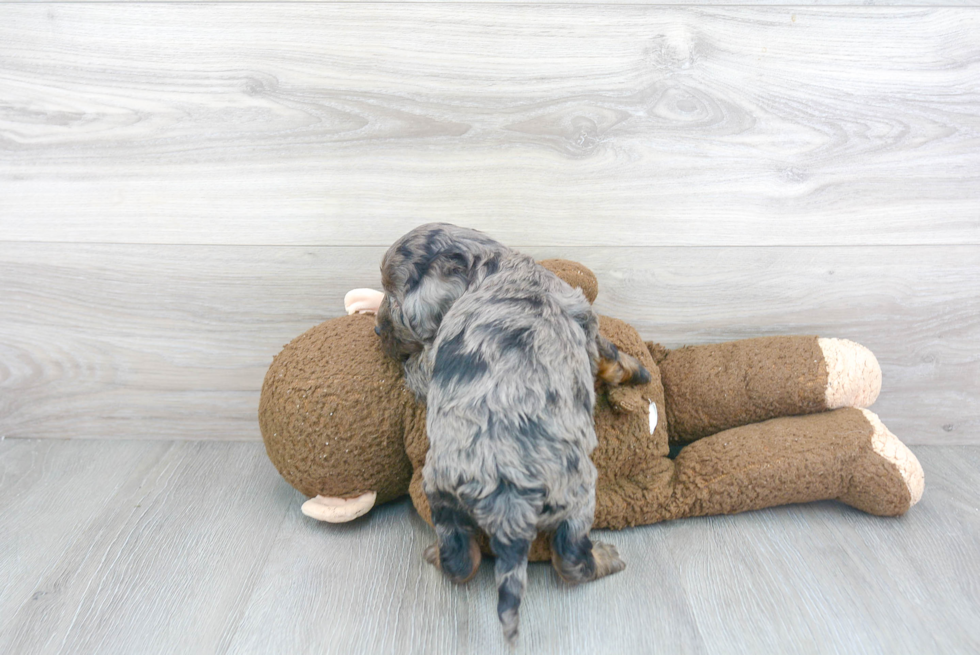 Smart Cockapoo Poodle Mix Pup