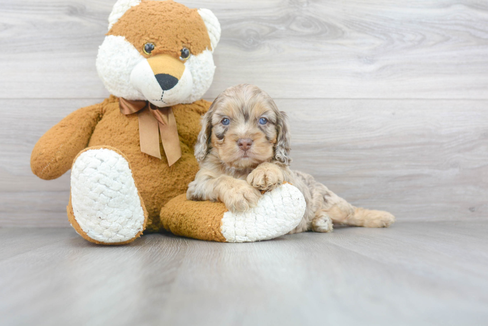 Adorable Cockerpoo Poodle Mix Puppy