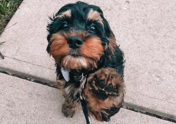 Cockapoo Training Guide: How to Train a Cockapoo the Right Way