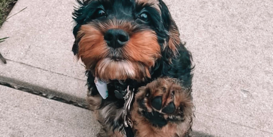 Cockapoo Training Guide: How to Train a Cockapoo the Right Way