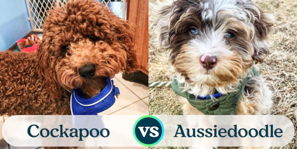 Cockapoo vs Mini Aussiedoodle Comparison - Premier Pups