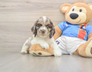6 week old Cocker Spaniel Puppy For Sale - Premier Pups