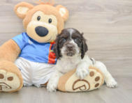 6 week old Cocker Spaniel Puppy For Sale - Premier Pups