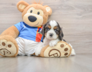 6 week old Cocker Spaniel Puppy For Sale - Premier Pups