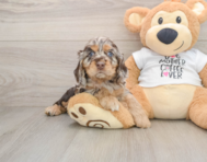 7 week old Cocker Spaniel Puppy For Sale - Premier Pups