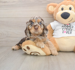 7 week old Cocker Spaniel Puppy For Sale - Premier Pups