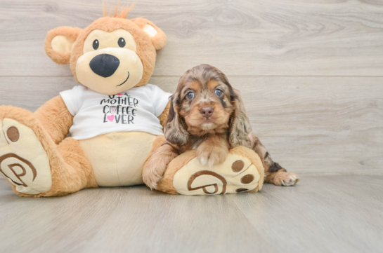 GILBERT, a Cocker Spaniel littermate