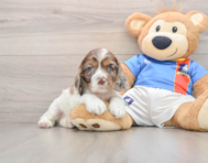 6 week old Cocker Spaniel Puppy For Sale - Premier Pups