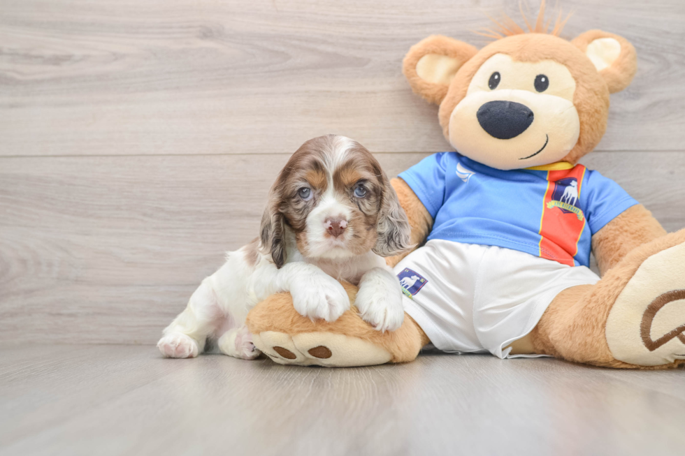 Best Cocker Spaniel Baby