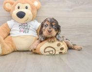7 week old Cocker Spaniel Puppy For Sale - Premier Pups