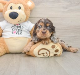 7 week old Cocker Spaniel Puppy For Sale - Premier Pups