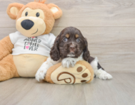 7 week old Cocker Spaniel Puppy For Sale - Premier Pups
