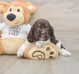 7 week old Cocker Spaniel Puppy For Sale - Premier Pups