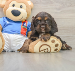 8 week old Cocker Spaniel Puppy For Sale - Premier Pups