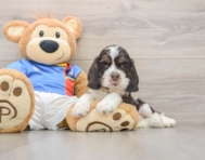 6 week old Cocker Spaniel Puppy For Sale - Premier Pups