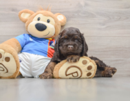 6 week old Cocker Spaniel Puppy For Sale - Premier Pups