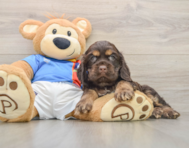7 week old Cocker Spaniel Puppy For Sale - Premier Pups