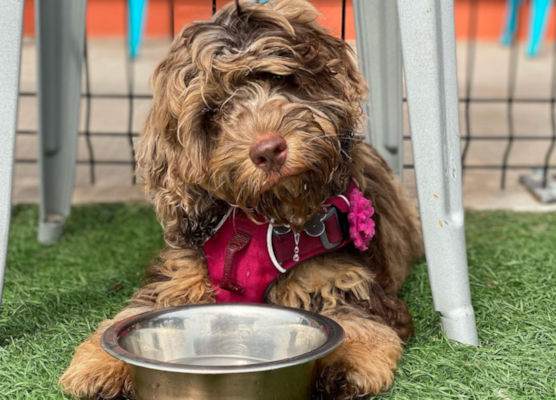 Complete Cockapoo Colors Guide: Patterns, Fading + Photos 