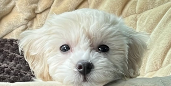 Complete Guide to All Maltipoo Colors