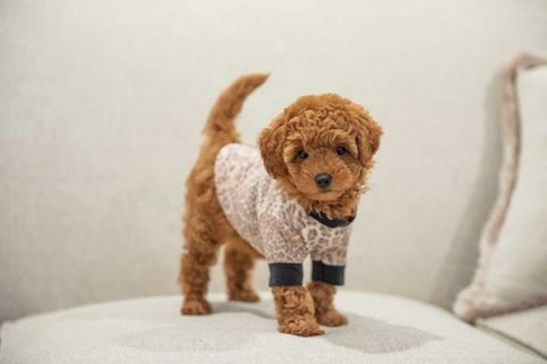 Complete Guide To All Mini Goldendoodle Generations: F1 to Multigen 