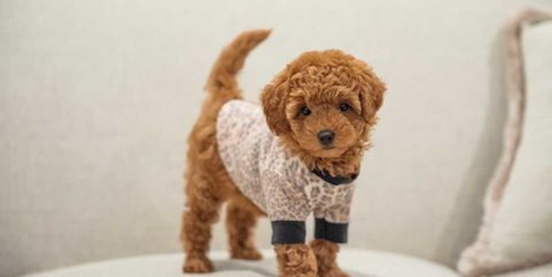 A Beginner’s Guide to Mini Goldendoodle Generations