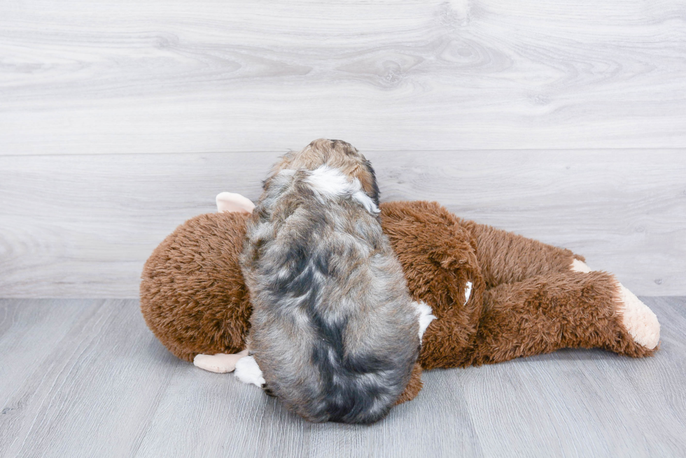 Best Mini Aussiedoodle Baby