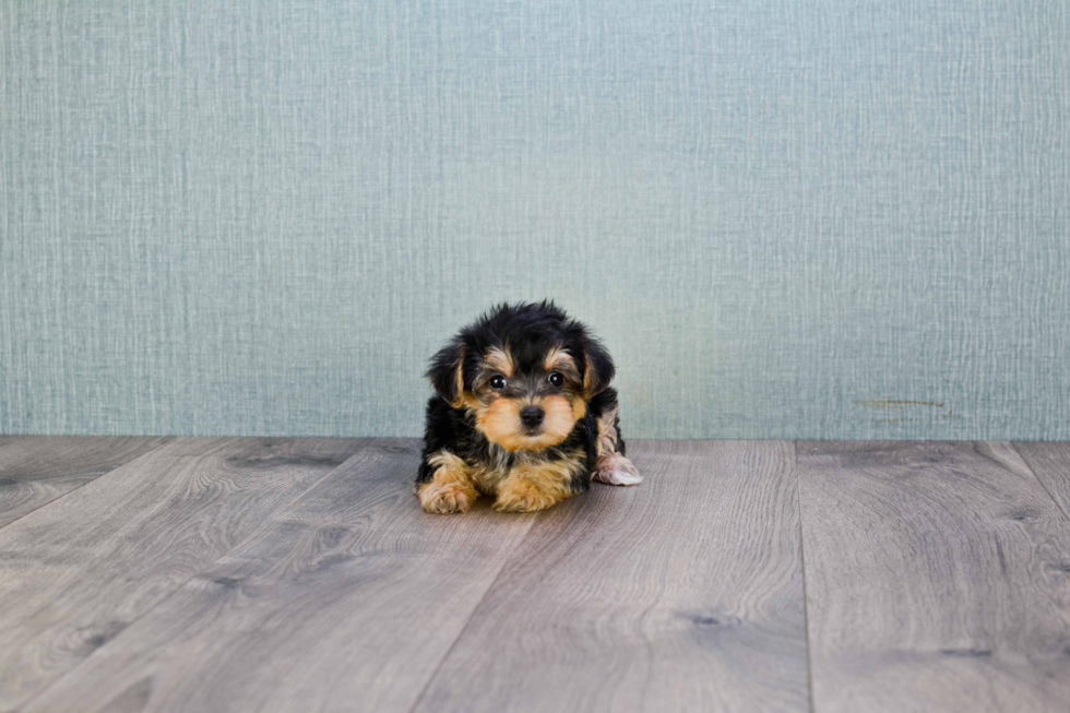 Morkie Pup Being Cute