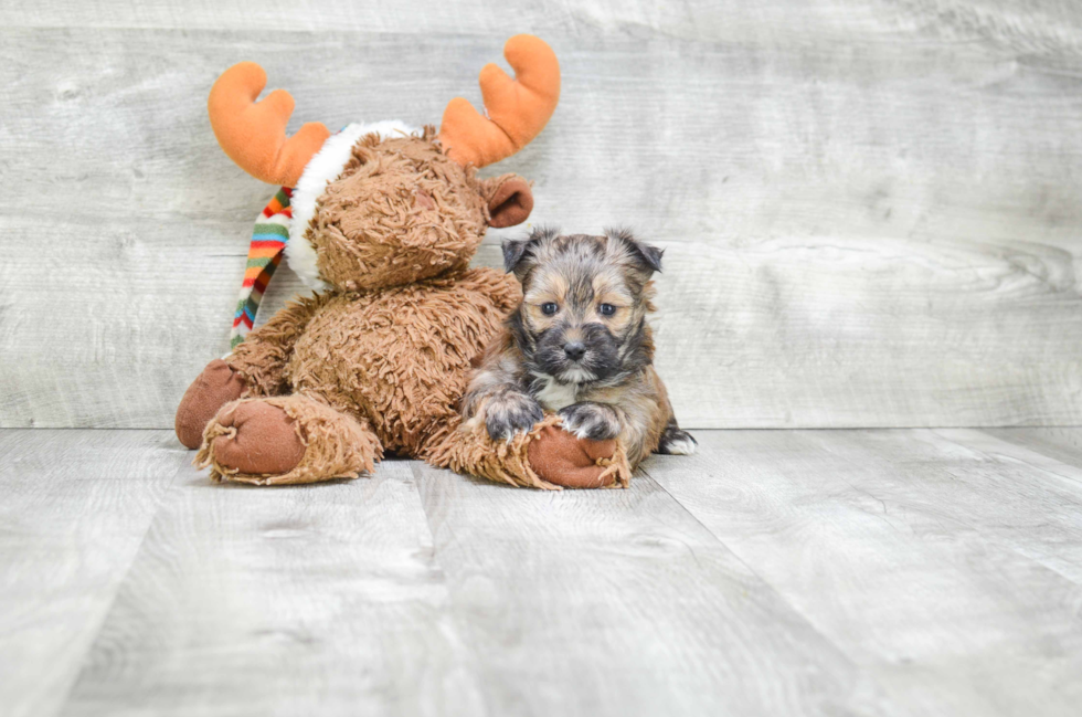 Morkie Puppy for Adoption