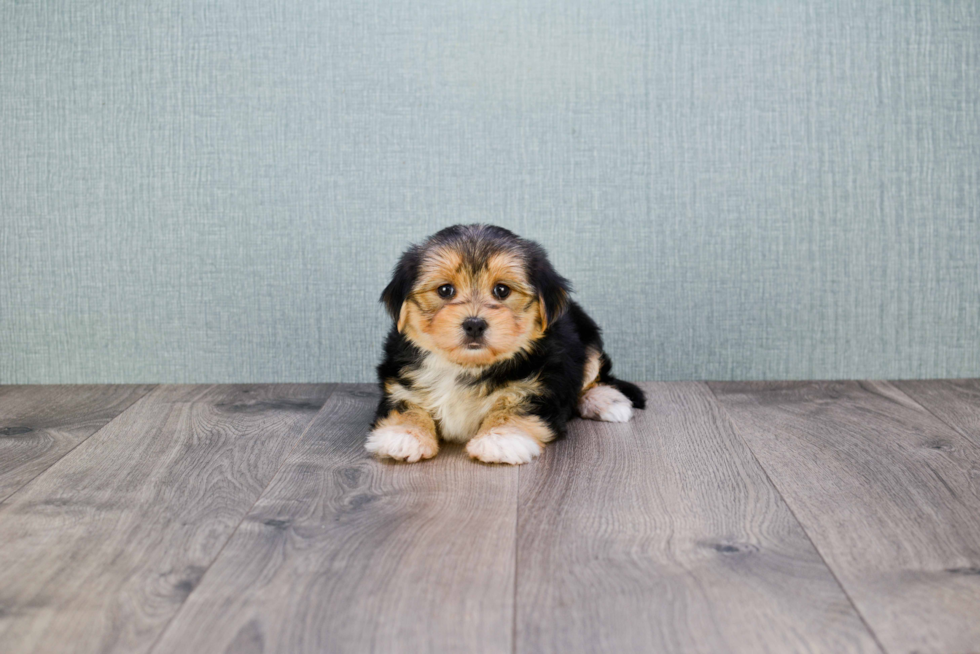 Best Morkie Baby