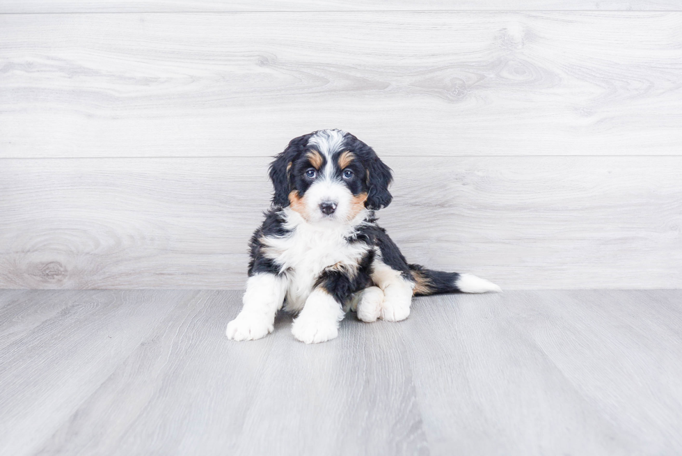 Best Mini Bernedoodle Baby