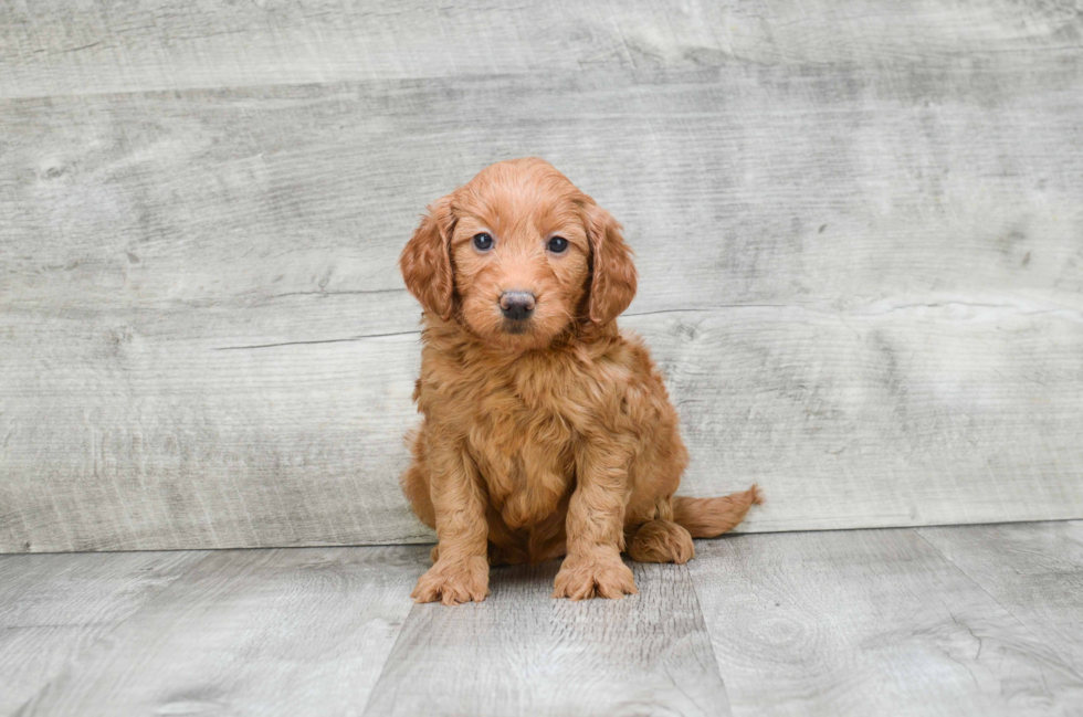 Mini Goldendoodle Pup Being Cute