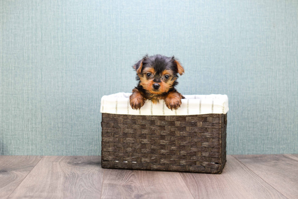 Meet Micro Teacup-Steph - our Yorkshire Terrier Puppy Photo 