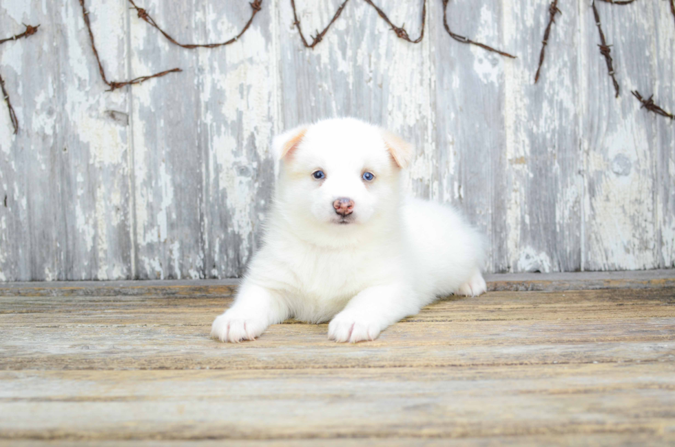 Pomsky Pup Being Cute