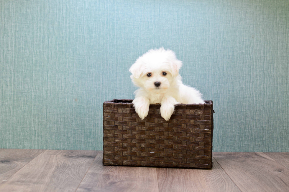 Popular Maltese Purebred Pup