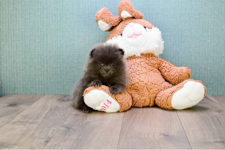 Pomeranian Puppy for Adoption