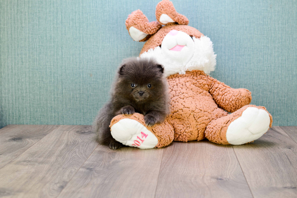 Pomeranian Puppy for Adoption