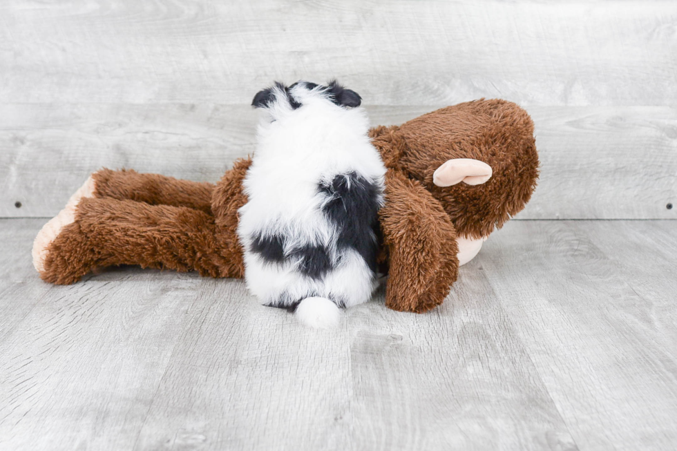 Small Pomeranian Purebred Pup