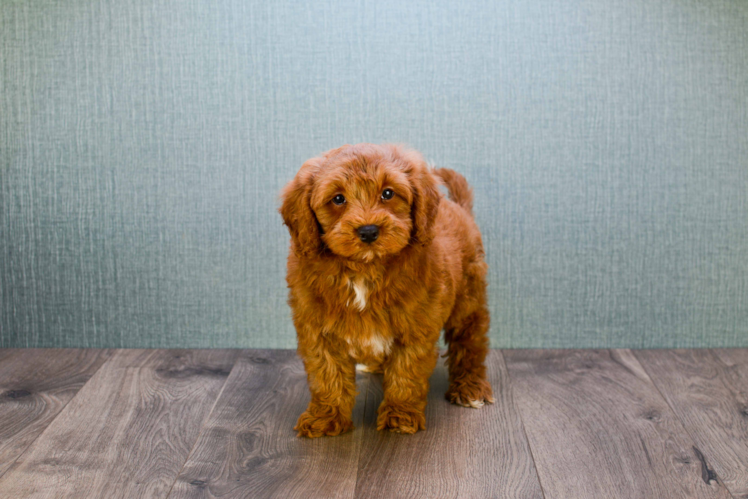 Happy Mini Goldendoodle Baby