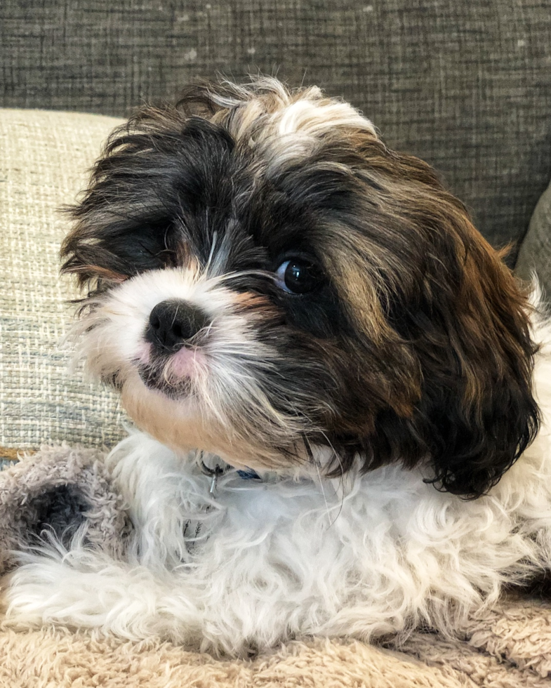 Popular Shih Poo Poodle Mix Pup