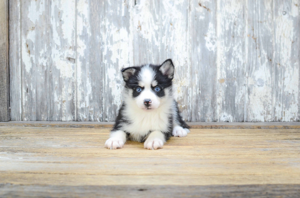 Best Pomsky Baby