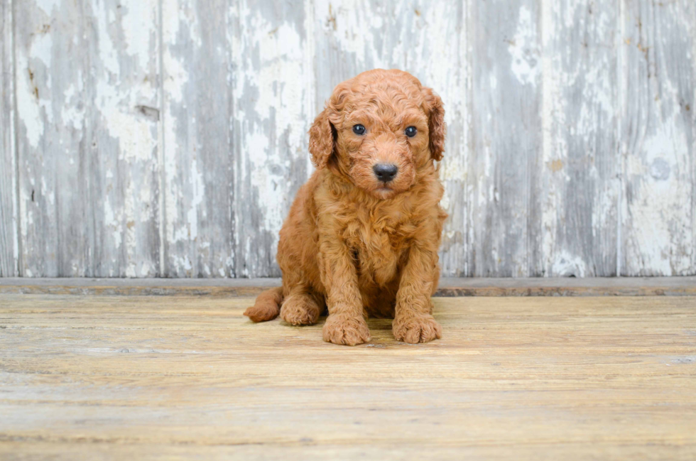 Funny Mini Goldendoodle Poodle Mix Pup