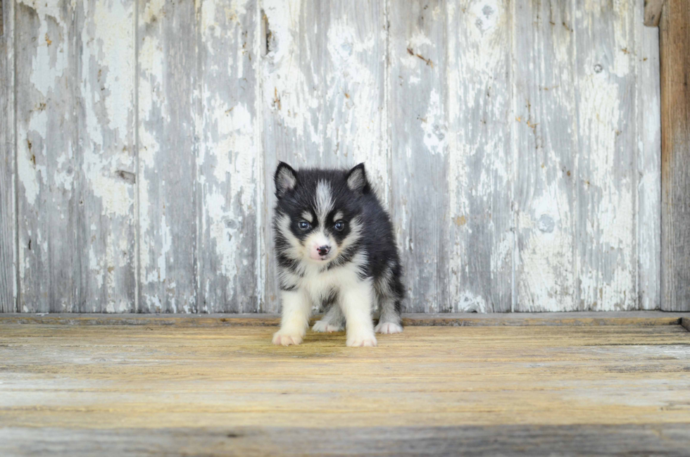 Small Pomsky Baby